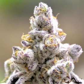 Sour Kush Breath - INHOUSE GENETICS | TanieSianie.pl