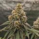 Cherry Royal - INHOUSE GENETICS | TanieSianie.pl