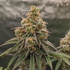 Cherry Royal - INHOUSE GENETICS | TanieSianie.pl