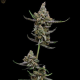 Super Blue Haze - Green Bodhi | TanieSianie.pl