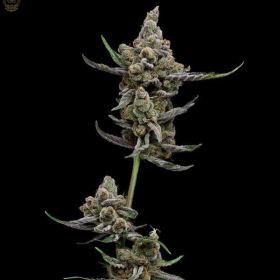 Super Blue Haze - Green Bodhi | TanieSianie.pl