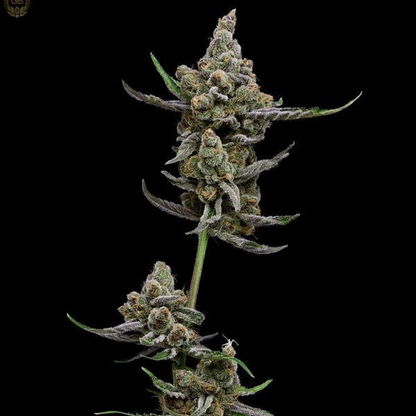 Super Blue Haze - Green Bodhi | TanieSianie.pl