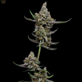 Super Blue Haze - Green Bodhi