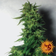 LSD - BARNEY’S FARM | TanieSianie.pl