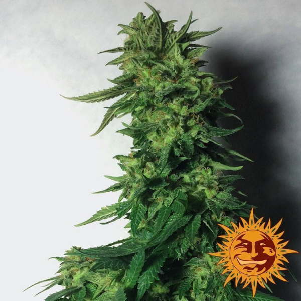 LSD - BARNEY’S FARM | TanieSianie.pl