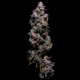 Hazy Kush S1 - Green Bodhi | TanieSianie.pl