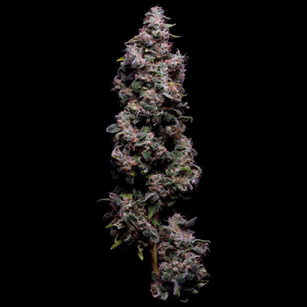 Hazy Kush S1 - Green Bodhi | TanieSianie.pl