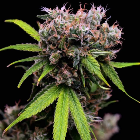 Golden Pineapple S1 - Green Bodhi | TanieSianie.pl