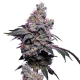 GoldenHaze - Green Bodhi | TanieSianie.pl