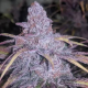 Black Cherry Punch - INHOUSE GENETICS | TanieSianie.pl