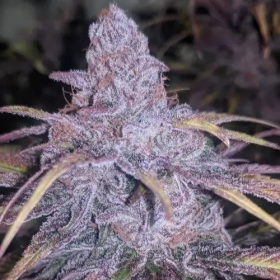 Black Cherry Punch - INHOUSE GENETICS | TanieSianie.pl