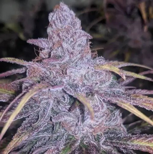 Black Cherry Punch - INHOUSE GENETICS | TanieSianie.pl