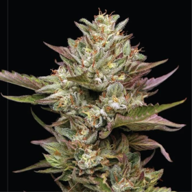 Moon Fog - HUMBOLDT SEED COMPANY | TanieSianie.pl