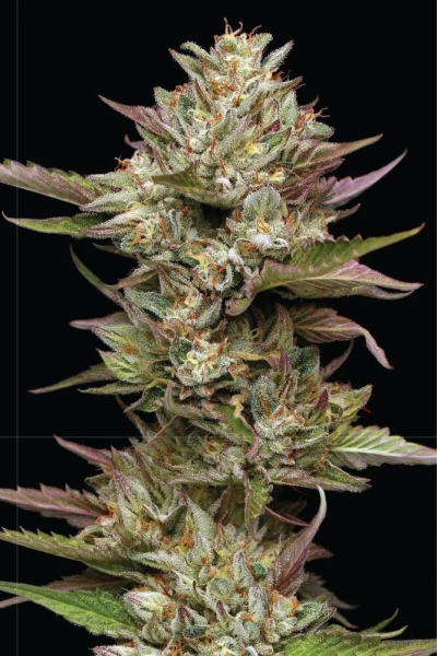 Moon Fog - HUMBOLDT SEED COMPANY | TanieSianie.pl