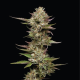 Moon Fog - HUMBOLDT SEED COMPANY | TanieSianie.pl
