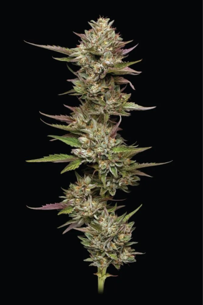 Moon Fog - HUMBOLDT SEED COMPANY | TanieSianie.pl
