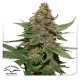 Strawberry Cough - DUTCH PASSION | TanieSianie.pl