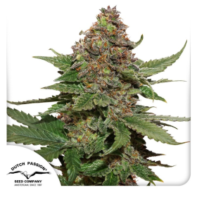 Strawberry Cough - DUTCH PASSION | TanieSianie.pl