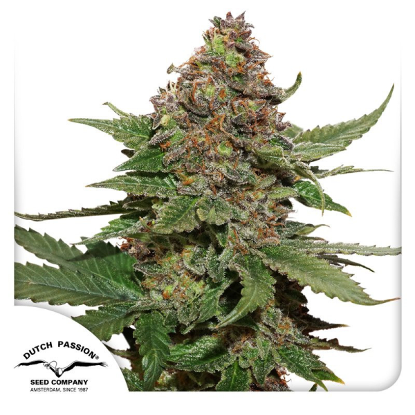 Strawberry Cough - DUTCH PASSION | TanieSianie.pl