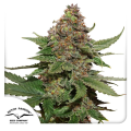 Strawberry Cough - DUTCH PASSION