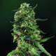 LSD - BARNEY’S FARM | TanieSianie.pl