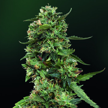 LSD - BARNEY’S FARM | TanieSianie.pl