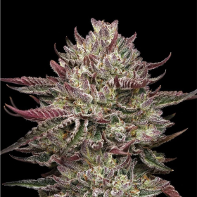 Chicken n' Wafflez - HUMBOLDT SEED COMPANY | TanieSianie.pl