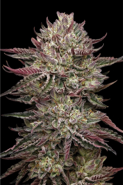 Chicken n' Wafflez - HUMBOLDT SEED COMPANY | TanieSianie.pl
