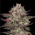 Chicken n' Wafflez - HUMBOLDT SEED COMPANY