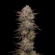 Chicken n' Wafflez - HUMBOLDT SEED COMPANY | TanieSianie.pl