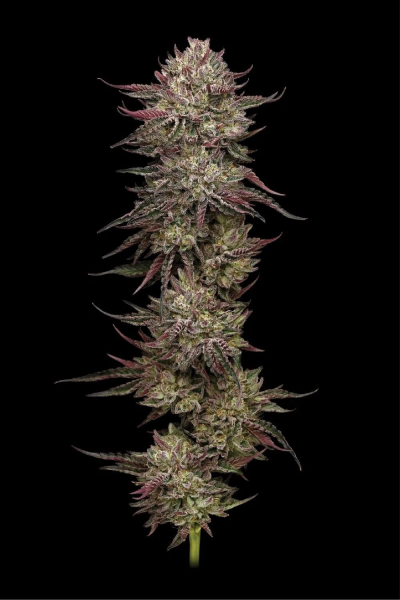 Chicken n' Wafflez - HUMBOLDT SEED COMPANY | TanieSianie.pl