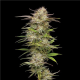 California Haze - HUMBOLDT SEED COMPANY | TanieSianie.pl