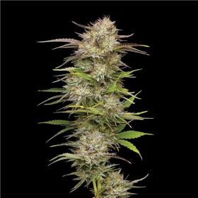 California Haze - HUMBOLDT SEED COMPANY | TanieSianie.pl
