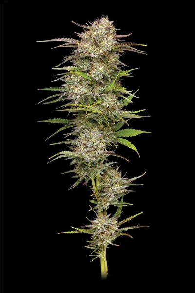 California Haze - HUMBOLDT SEED COMPANY | TanieSianie.pl