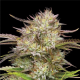 California Haze - HUMBOLDT SEED COMPANY | TanieSianie.pl