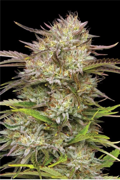 California Haze - HUMBOLDT SEED COMPANY | TanieSianie.pl