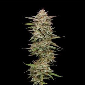 Banana OG - HUMBOLDT SEED COMPANY | TanieSianie.pl