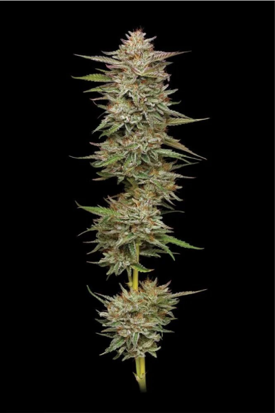 Banana OG - HUMBOLDT SEED COMPANY | TanieSianie.pl