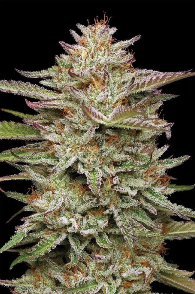 Banana OG - HUMBOLDT SEED COMPANY | TanieSianie.pl