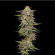 Banana OG Auto - HUMBOLDT SEED COMPANY | TanieSianie.pl