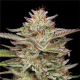 Banana OG Auto - HUMBOLDT SEED COMPANY | TanieSianie.pl