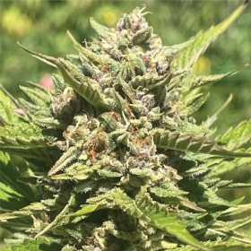 Banana Melt - HUMBOLDT SEED COMPANY | TanieSianie.pl