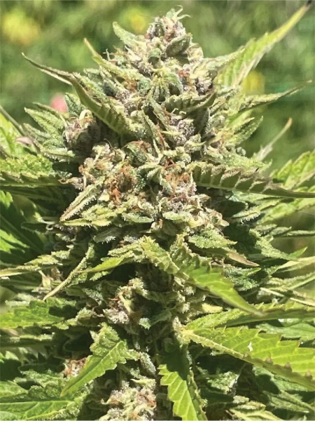 Banana Melt - HUMBOLDT SEED COMPANY | TanieSianie.pl