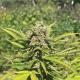 Banana Melt - HUMBOLDT SEED COMPANY | TanieSianie.pl