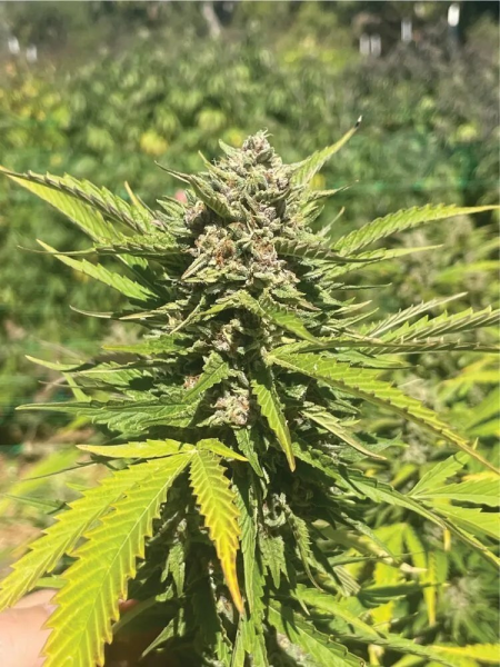 Banana Melt - HUMBOLDT SEED COMPANY | TanieSianie.pl
