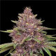 Purpz - HUMBOLDT SEED COMPANY | TanieSianie.pl