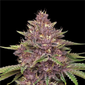 Purpz - HUMBOLDT SEED COMPANY | TanieSianie.pl