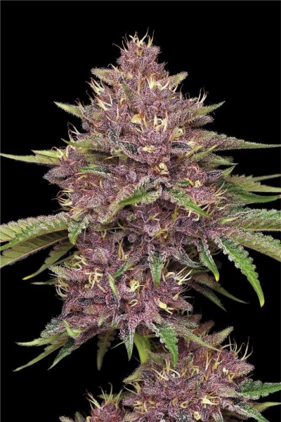 Purpz - HUMBOLDT SEED COMPANY | TanieSianie.pl