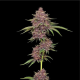 Purpz - HUMBOLDT SEED COMPANY | TanieSianie.pl
