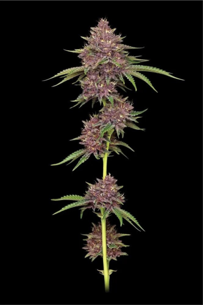 Purpz - HUMBOLDT SEED COMPANY | TanieSianie.pl